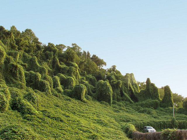 "kudzu" by Flickr user Kitten Wants